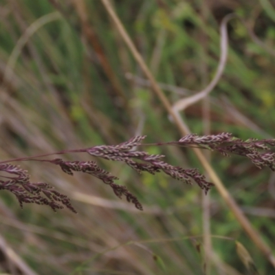 Poa sieberiana (Poa Tussock) at Monash Grassland - 3 Nov 2021 by AndyRoo