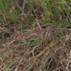 Poa sieberiana at Monash, ACT - 3 Nov 2021 04:15 PM