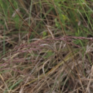 Poa sieberiana at Monash, ACT - 3 Nov 2021 04:15 PM