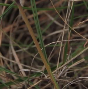 Poa sieberiana at Monash, ACT - 3 Nov 2021 04:15 PM