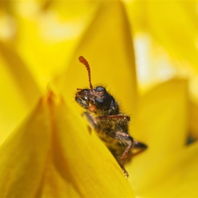 Unverified Insect at Kambah, ACT - 29 Nov 2021 by BarrieR