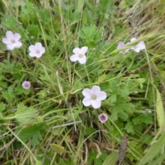 Geranium antrorsum (Rosetted Cranesbill) at Rendezvous Creek, ACT - 5 Dec 2021 by WendyW