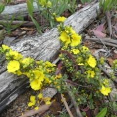 Hibbertia obtusifolia (Grey Guinea-flower) at Rendezvous Creek, ACT - 4 Dec 2021 by WendyW