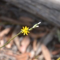 Chondrilla juncea (Skeleton Weed) at Wamboin, NSW - 21 Jan 2021 by natureguy