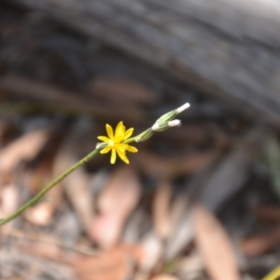 Chondrilla juncea (Skeleton Weed) at Wamboin, NSW - 21 Jan 2021 by natureguy