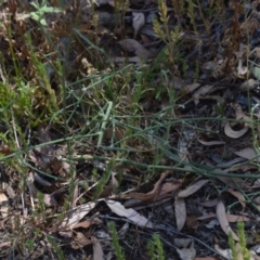 Chondrilla juncea at Wamboin, NSW - 21 Jan 2021