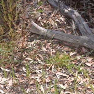 Chondrilla juncea at Wamboin, NSW - 21 Jan 2021