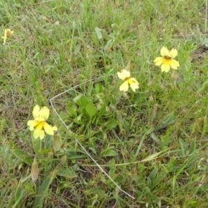 Goodenia paradoxa at Rendezvous Creek, ACT - 5 Dec 2021 10:20 AM