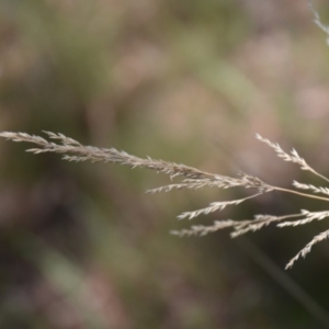 Poa sieberiana at Wamboin, NSW - 21 Jan 2021