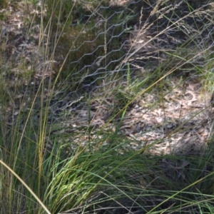 Poa sieberiana at Wamboin, NSW - 21 Jan 2021 02:23 PM