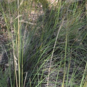 Poa sieberiana at Wamboin, NSW - 21 Jan 2021