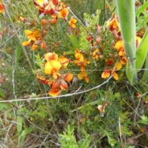 Mirbelia oxylobioides at Rendezvous Creek, ACT - 5 Dec 2021 10:22 AM