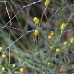 Calocephalus citreus (Lemon Beauty Heads) at Wamboin, NSW - 21 Jan 2021 by natureguy