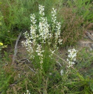 Stackhousia monogyna at Rendezvous Creek, ACT - 5 Dec 2021