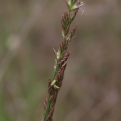 Festuca arundinacea (Tall Fescue) at Monash Grassland - 3 Nov 2021 by AndyRoo