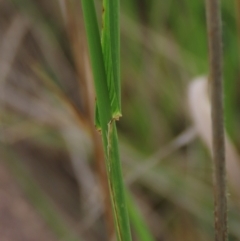 Festuca arundinacea at Monash, ACT - 3 Nov 2021