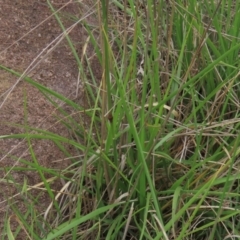 Festuca arundinacea at Monash, ACT - 3 Nov 2021