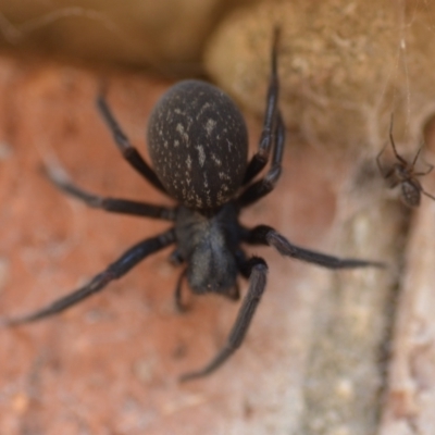 Badumna insignis (Black House Spider) at Wamboin, NSW - 24 Jan 2021 by natureguy