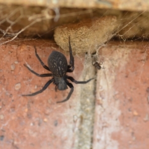 Badumna insignis at Wamboin, NSW - 24 Jan 2021