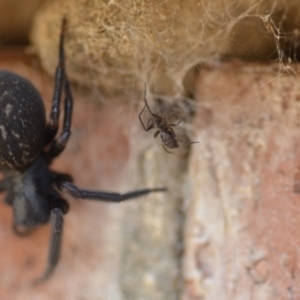 Badumna insignis at Wamboin, NSW - 24 Jan 2021