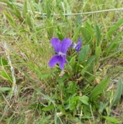 Viola betonicifolia subsp. betonicifolia (Arrow-Leaved Violet) at Rendezvous Creek, ACT - 5 Dec 2021 by WendyW