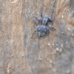 Servaea villosa (Shaggy-velvet Servaea) at Wamboin, NSW - 24 Jan 2021 by natureguy