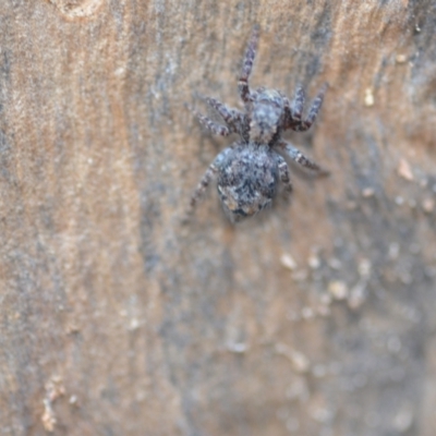 Servaea villosa (Shaggy-velvet Servaea) at Wamboin, NSW - 24 Jan 2021 by natureguy