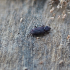 Ascetoderes sp. (genus) at Wamboin, NSW - 24 Jan 2021 10:50 PM