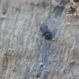 Ascetoderes sp. (genus) at Wamboin, NSW - 24 Jan 2021 10:50 PM