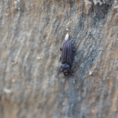 Ascetoderes sp. (genus) at Wamboin, NSW - 24 Jan 2021 10:50 PM