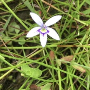 Isotoma fluviatilis subsp. australis at Hall, ACT - 7 Dec 2021 05:38 PM