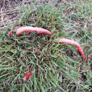 Phallus rubicundus at Dickson, ACT - 10 Dec 2021