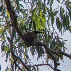 Grallina cyanoleuca (Magpie-lark) at South Albury, NSW - 10 Dec 2021 by Darcy