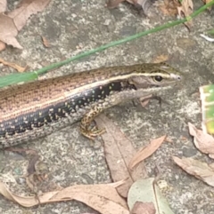 Eulamprus quoyii (Eastern Water Skink) at Shortland, NSW - 10 Dec 2021 by LyndalT