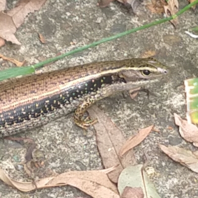 Eulamprus quoyii (Eastern Water Skink) at Shortland, NSW - 10 Dec 2021 by LyndalT