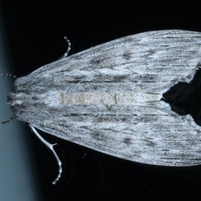 Capusa senilis (Black-banded Wedge-moth) at Ainslie, ACT - 21 Oct 2021 by jbromilow50