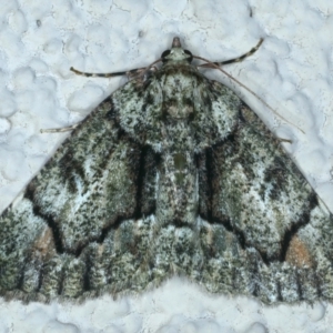 Aeolochroma metarhodata at Ainslie, ACT - 21 Oct 2021