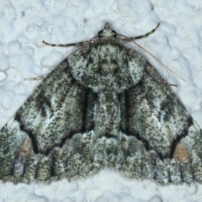 Aeolochroma metarhodata (Tea-tree Emerald (Geometrinae)) at Ainslie, ACT - 21 Oct 2021 by jb2602