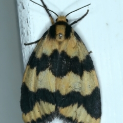 Termessa xanthomelas (A moth) at Ainslie, ACT - 22 Oct 2021 by jb2602