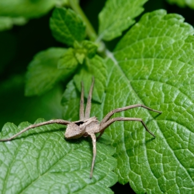 Argoctenus sp. (genus) (Wandering ghost spider) at Downer, ACT - 10 Dec 2021 by RobertD