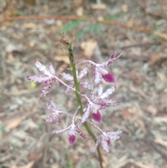 Dipodium variegatum (Blotched Hyacinth Orchid) at Salamander Bay, NSW - 11 Dec 2021 by LyndalT