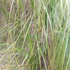 Gahnia clarkei (Tall Saw Sedge) at Salamander Bay, NSW - 11 Dec 2021 by LyndalT