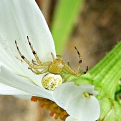 Thomisidae (family) (Unidentified Crab spider or Flower spider) at Crooked Corner, NSW - 11 Dec 2021 by Milly