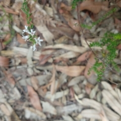Epacris pulchella (Wallum Heath) at Salamander Bay, NSW - 11 Dec 2021 by LyndalT