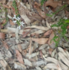 Epacris pulchella (Wallum Heath) at Salamander Bay, NSW - 10 Dec 2021 by LyndalT