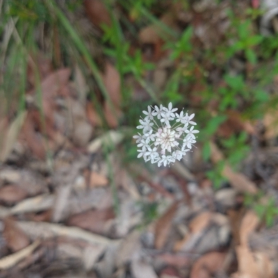 Trachymene incisa (Native Parsnip) at Salamander Bay, NSW - 10 Dec 2021 by LyndalT