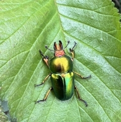 Lamprima aurata at Queanbeyan, NSW - 11 Dec 2021