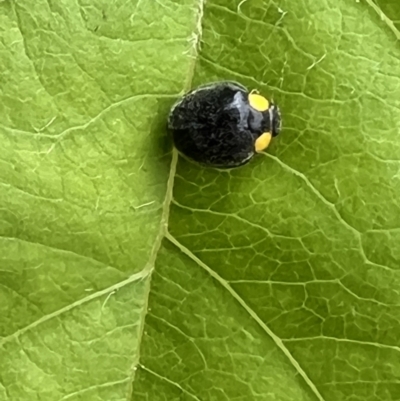 Apolinus lividigaster (Yellow Shouldered Ladybird) at Queanbeyan, NSW - 11 Dec 2021 by Ozflyfisher