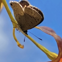 Acrodipsas myrmecophila at suppressed - 9 Dec 2021