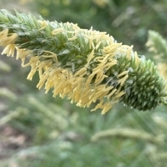 Phalaris aquatica (Phalaris, Australian Canary Grass) at Duffy, ACT - 11 Dec 2021 by AJB